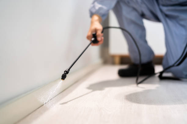 Licensed Wasp Removal service in Freeport, IL - Show Me Pest Control